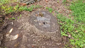 Stump Grinding for Anchor & Grind Stump in Chesapeake, VA