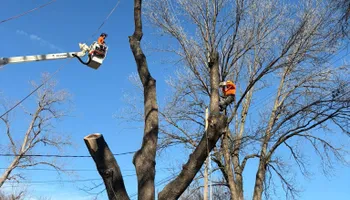 Tree Removal for Cross Family Tree Service in Kearney, MO