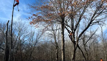 Tree Removal for Cross Family Tree Service in Kearney, MO