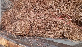 Pinestraw for BAM Another Pinestraw Lot in Flowery Branch, GA