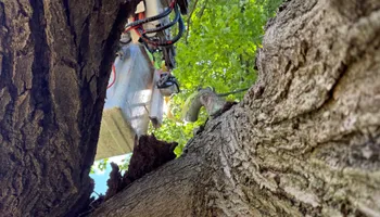 Tree Removal for Hennessey Tree & Landscape LLC in Oxford,  CT 