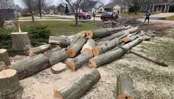 Tree Removal for Canopy Tree Service in Kenosha, WI