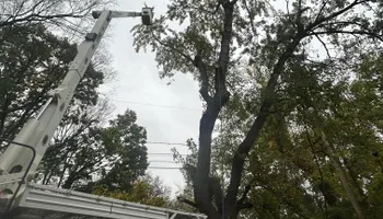 Tree Removal for Cross Family Tree Service in Kearney, MO