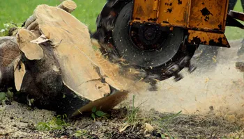 Tree Removal for Global Tree Specialist in Huffman, TX