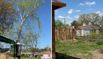 Tree Removal for Fransen's Tree Service  in Freeport, IL