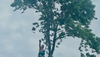 Tree Removal for Tree Life Tree Service in Wichita, KS