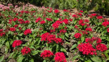 Landscaping for Arazoza Brothers Corporation in Miami, FL