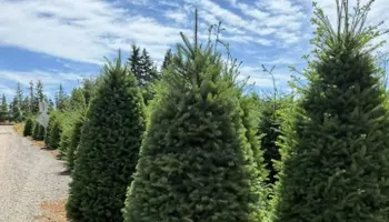 Pinestraw for BAM Another Pinestraw Lot in Flowery Branch, GA