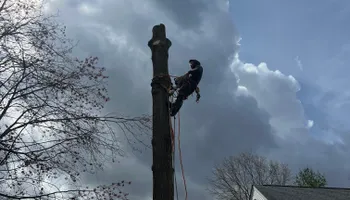 Tree Trimming for DIAZ TREE in Stafford, VA