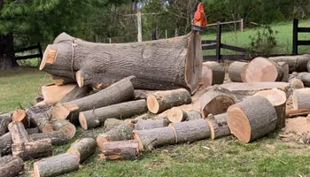 Tree Removal for Gray's Tree Service  in Shenandoah County, VA