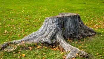 Tree Removal for Cassidy Tree Care in Santa Fe, TN