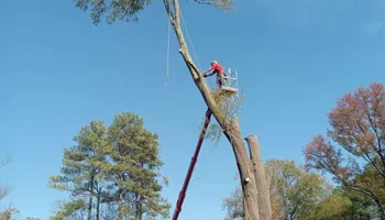 Tree Removal for Smith Tree Experts in Palmyra, VA