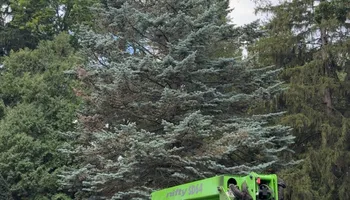 Tree Removal for Fransen's Tree Service  in Freeport, IL