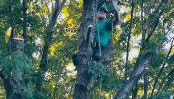 Tree Removal for Tree Life Tree Service in Wichita, KS