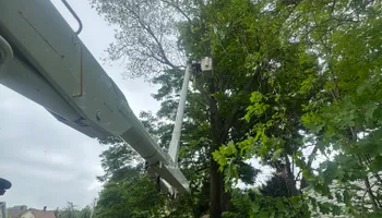 Tree Services for Hennessey Tree & Landscape LLC in Oxford,  CT 