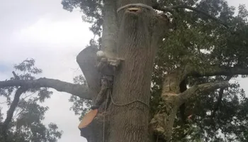 Tree Removal for Hingewood Tree Service in Salem, NJ