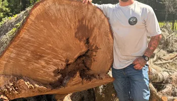 Tree Removal for Hawkins Tree Service & Land Management in Richmond Hill, GA