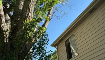 Tree Removal for Graham’s Tree Services in Pierce, CO