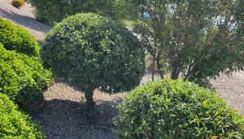 Residential Lawn Maintenance for 2 Brothers Landscaping in Albuquerque, NM