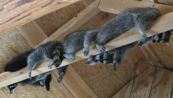 Residential Wildlife Control for The Critter Crew in DFW, TX