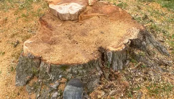 Tree Removal for Licensed to Cut in Athens, PA