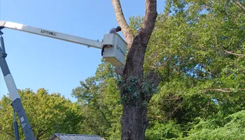 Tree Removal for The Webster Tree Service in Danville, VA