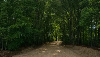 Tree Pruning and Trimming for All Around Guys Tree Service in Ocala, FL