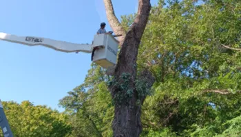 Tree Removal for The Webster Tree Service in Danville, VA