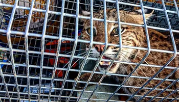 Armadillo Control for Toppers Wildlife Removal in Garland, TX