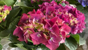 Plant Sales for S&R Landscaping and Nursery in Charlotte, NC