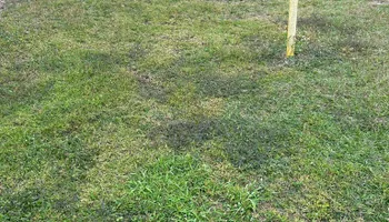 Fall Clean Up for Estrada All Pro Lawn Service in Auburndale, Florida