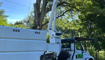 Tree Removal for Optimum Tree Service And Landscaping in Bowling Green, KY