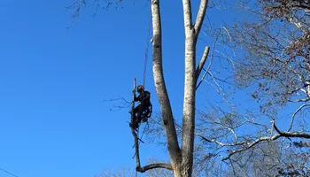 Tree Removal for SEALY TREE and LAWN in Cleveland, TN