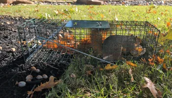 Residential Wildlife Control for Topper's Wildlife Removal in Garland, TX