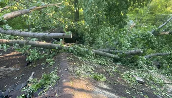 Tree Removal for Merriman's Tree Service in Nineveh,  IN