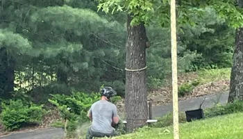 Tree Removal for Tree Fellers in Sumner County, TN