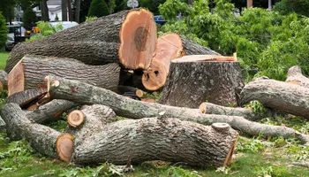 Tree Removal for Global Tree Specialist in Huffman, TX