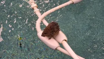 Pool Maintenance for Fox Ridge Pools in Richardson, TX