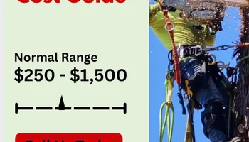 Tree Removal for Sammy's Tree Services in Sacramento, CA