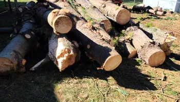 Tree Removal for Platas Tree Service  in Clyde, NC