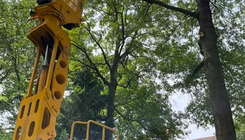 Tree Removal for Down To Earth Tree Service, LLC in Westlake, OH