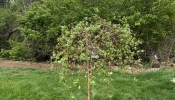 Lawn Maintenance for Gullion’s Lawn and Landscaping in DeMossville, KY