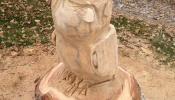 Stump Removal for Evergreen Tree Service in Grand Junction, CO