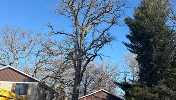 Tree Removal for Fransen's Tree Service  in Freeport, IL