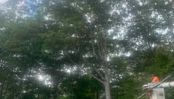 Tree Removal for Optimum Tree Service And Landscaping in Bowling Green, KY