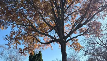 Tree Removal for Fransen's Tree Service  in Freeport, IL