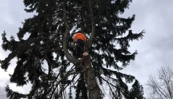 Tree Removal for Ekstedt Tree Services in Troy, MT