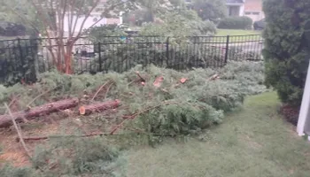 Tree Removal for All Tree Property Services in Charlotte, NC