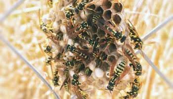 General Pest Control for Arvo Pest Control in Sandy, UT
