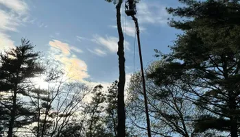 Tree Removal for Robery's Tree Service in West Wareham, MA